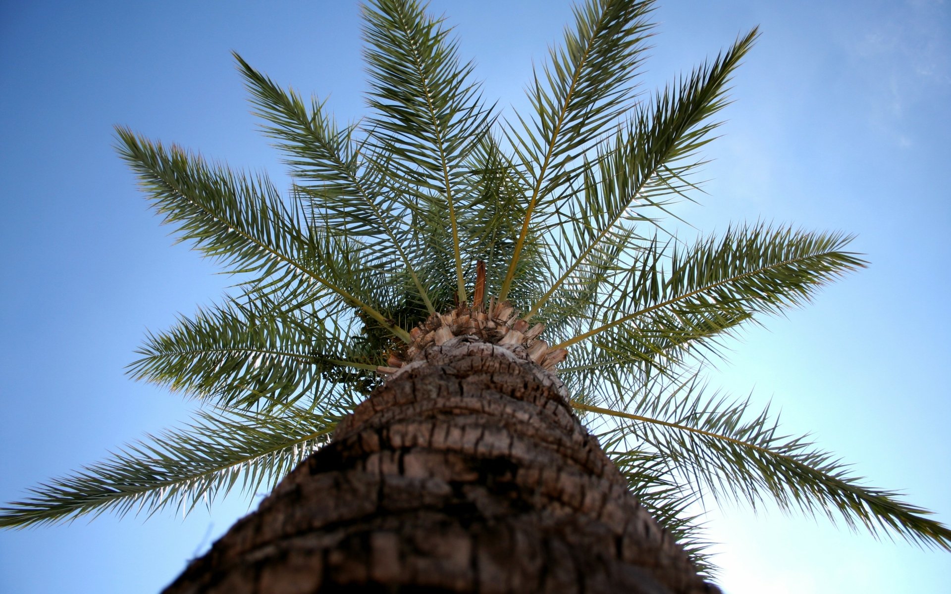 Download Nature Palm Tree HD Wallpaper