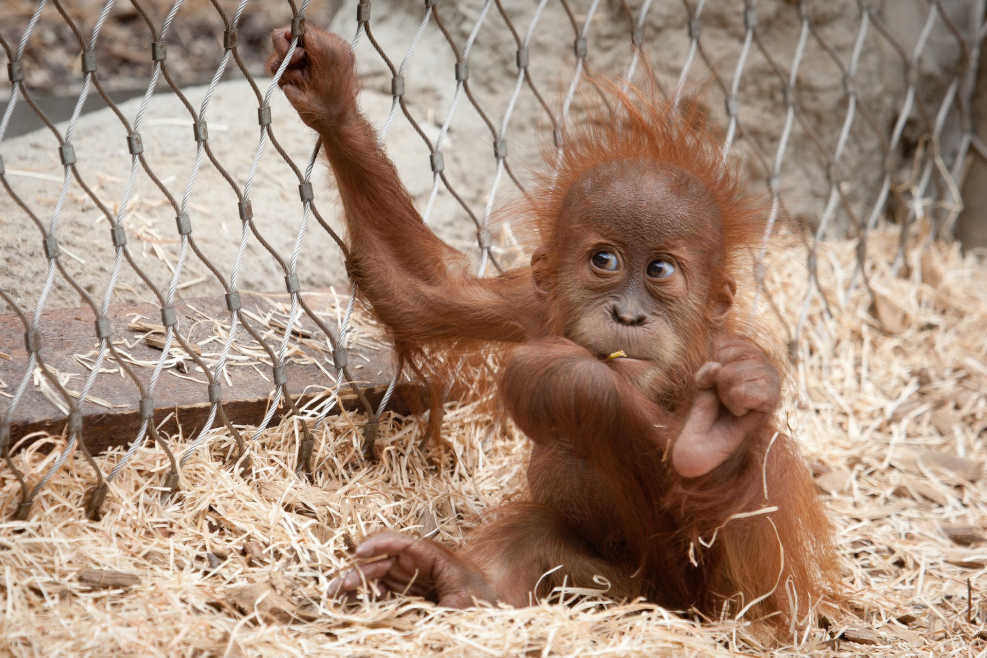 HD PC desktop wallpaper background of a baby orangutan animal sitting on straw by a chain-link fence, reaching up with one arm.
