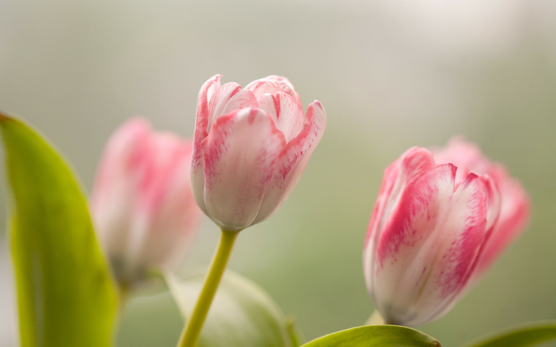 Download Nature Tulip HD Wallpaper
