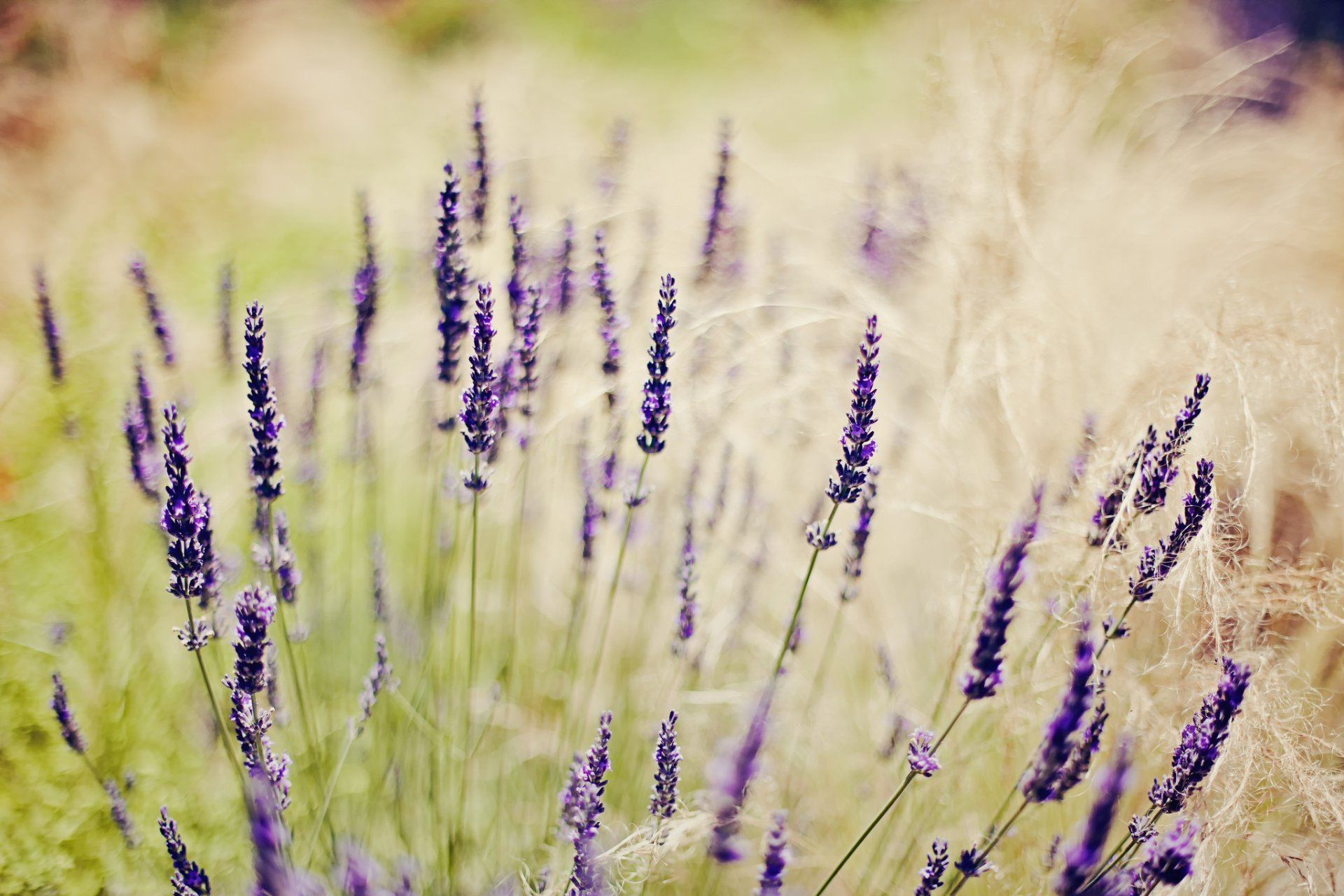 Download Nature Lavender HD Wallpaper
