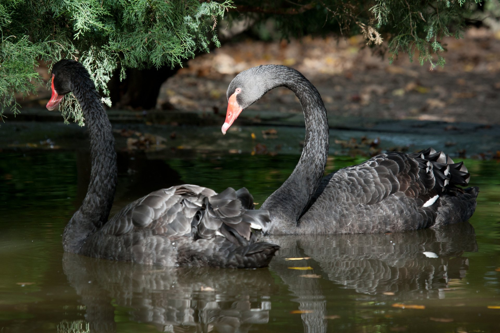 HD PC desktop wallpaper of two black swans gliding on a reflective pond beneath overhanging greenery.