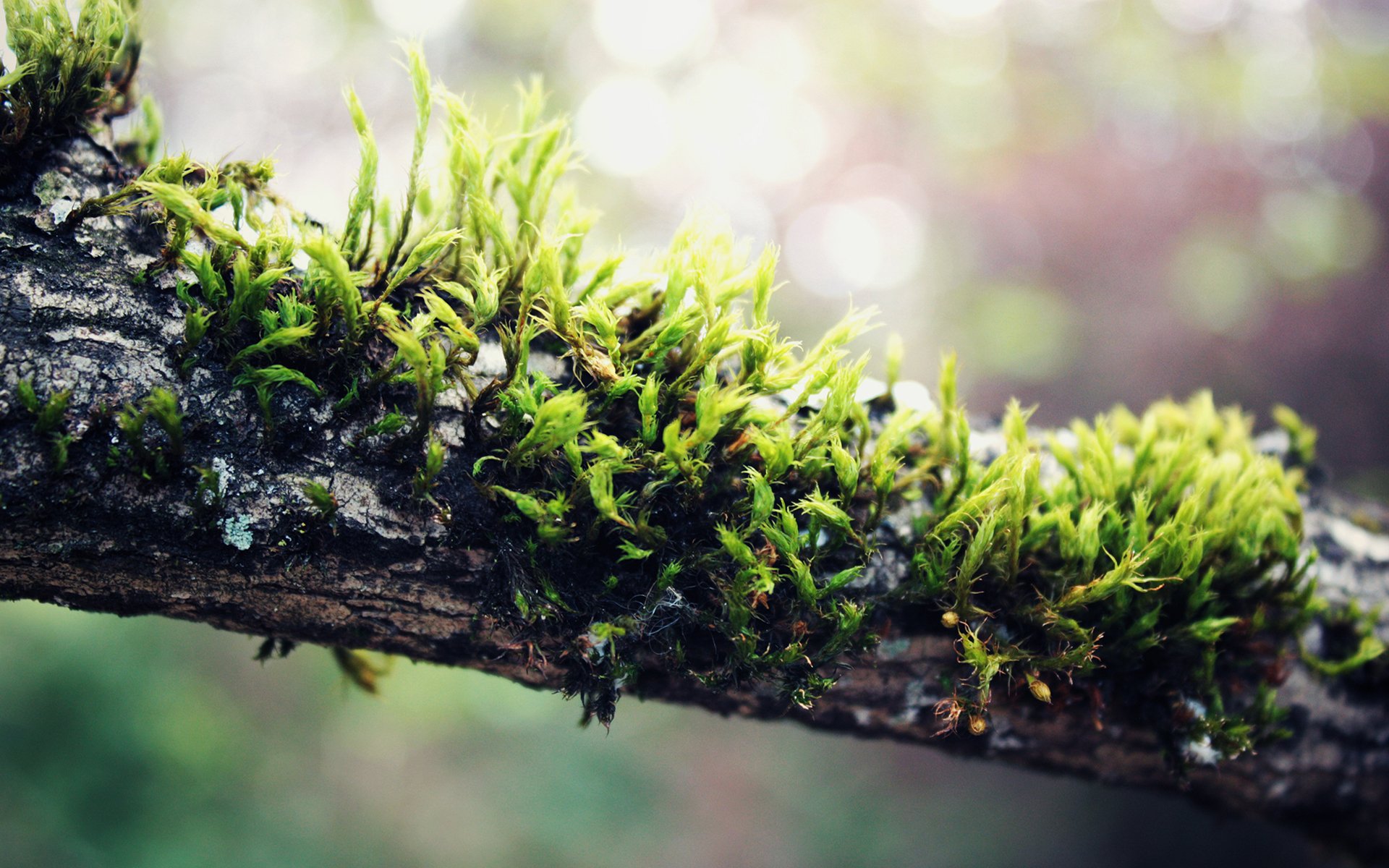 Download Nature Branch HD Wallpaper