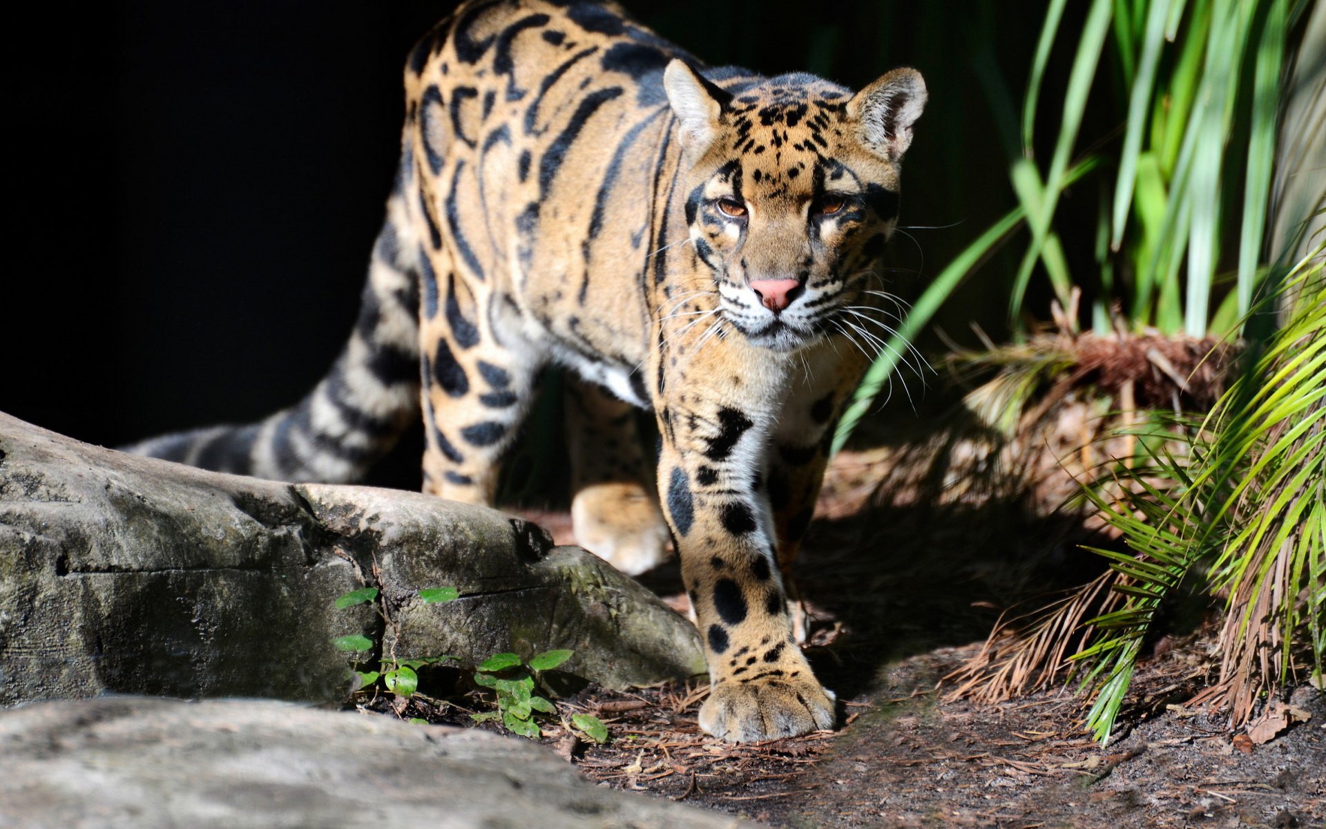 HD PC desktop wallpaper featuring a clouded leopard walking on rocks amid greenery, showcasing its distinctive spotted fur in natural lighting.