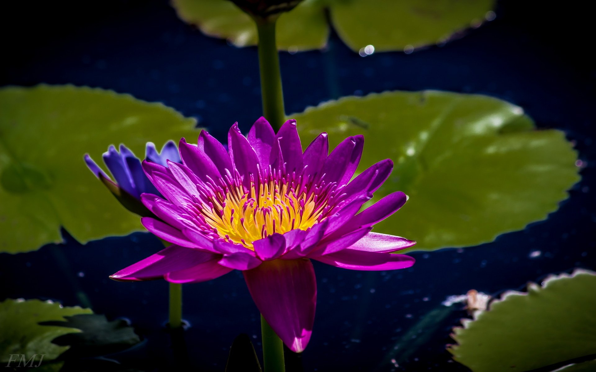 Download Nature Water Lily HD Wallpaper