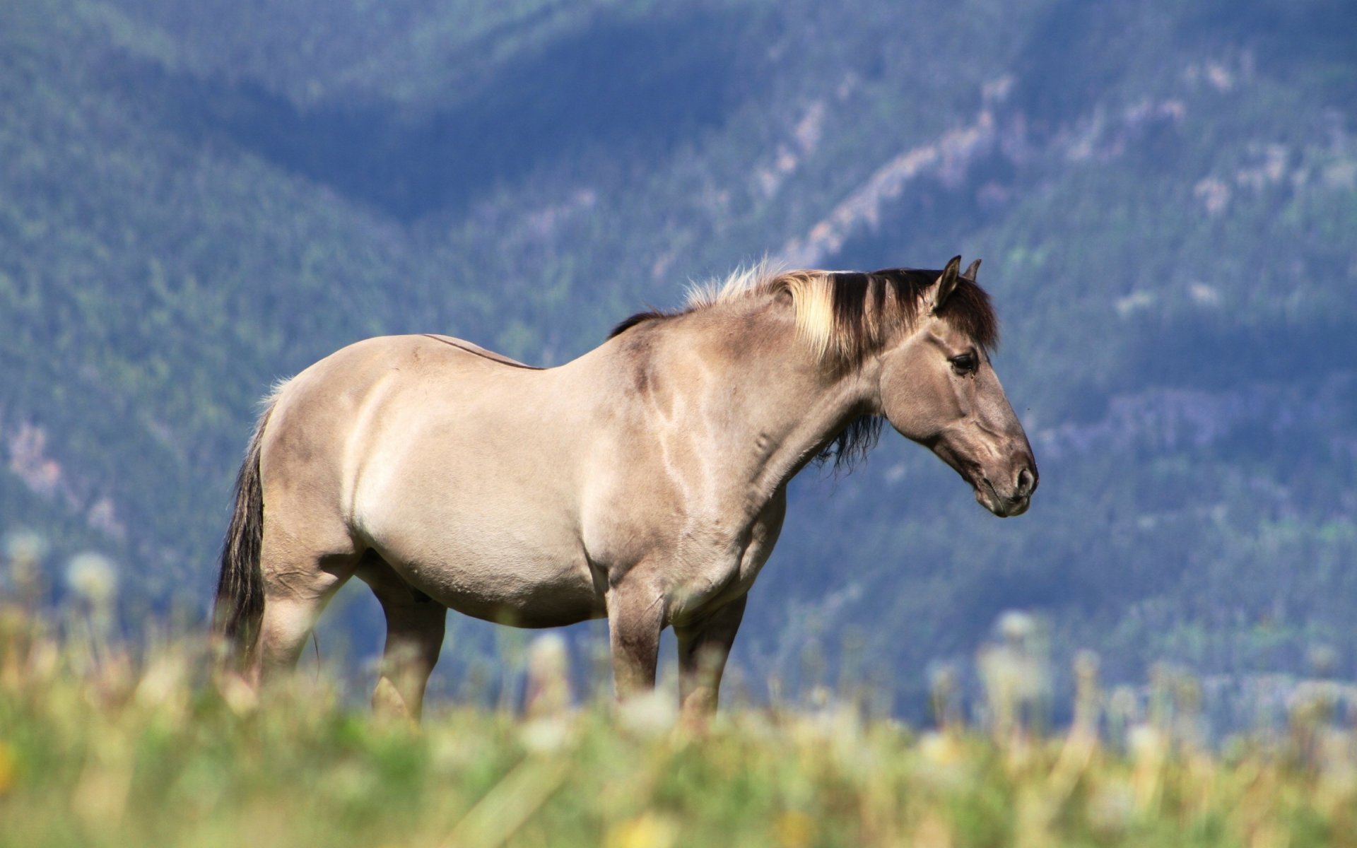 A serene horse stands in a lush green meadow, with mountains in the background, captured in high definition for a stunning PC desktop wallpaper and background.