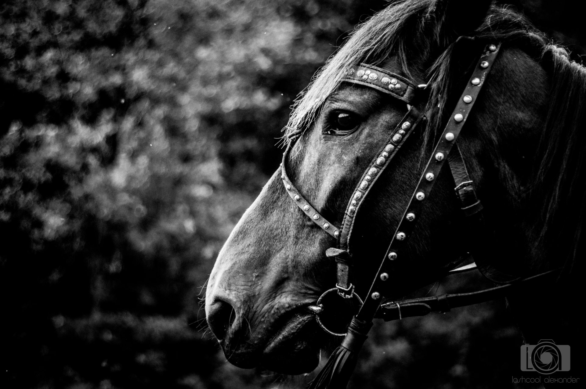 Black and white 4K Ultra HD wallpaper featuring a close-up profile of a horse wearing a studded bridle against a blurred natural background.