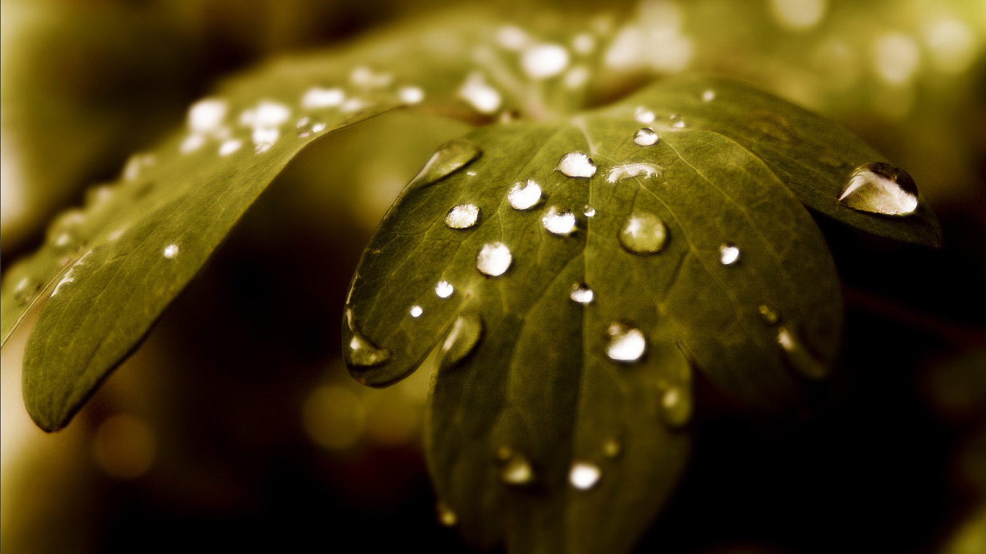 Download Nature Water Drop HD Wallpaper