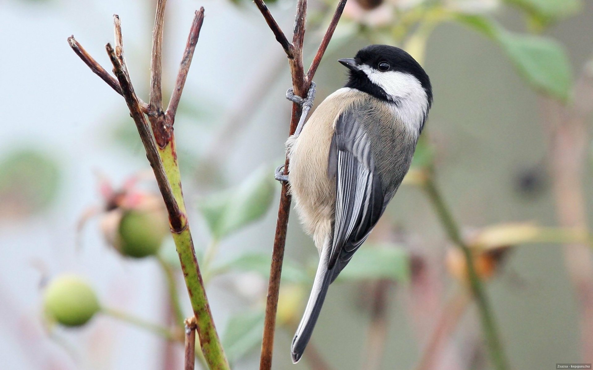 HD desktop wallpaper featuring a close-up of a titmouse perched on a branch with blurred green and brown natural background.