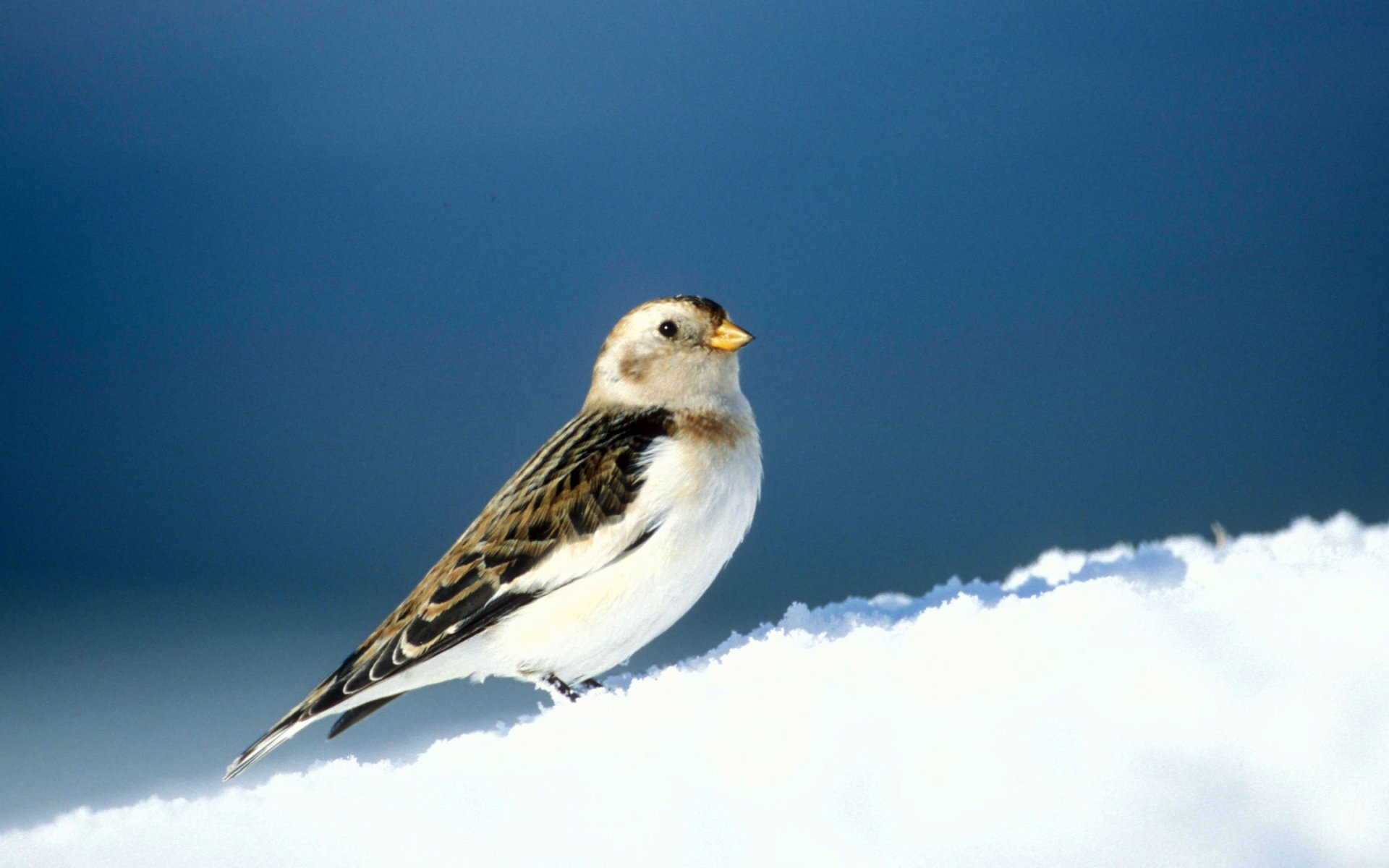 HD desktop wallpaper featuring a snow bunting perched on a snowy surface against a clear blue sky.