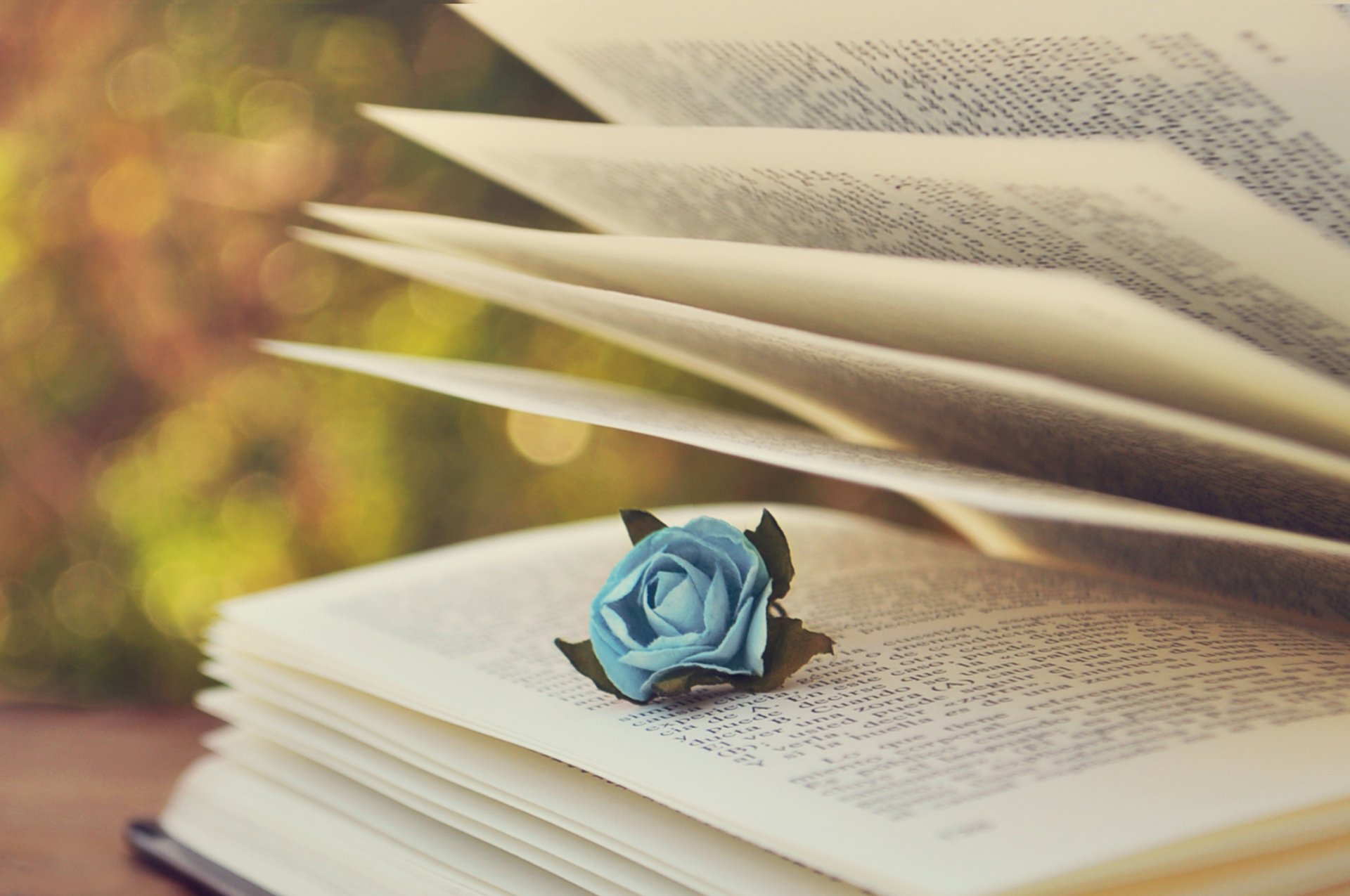 An elegant HD desktop wallpaper features an open book with pages gently fanned, adorned by a delicate blue rose, set against a softly blurred natural background.