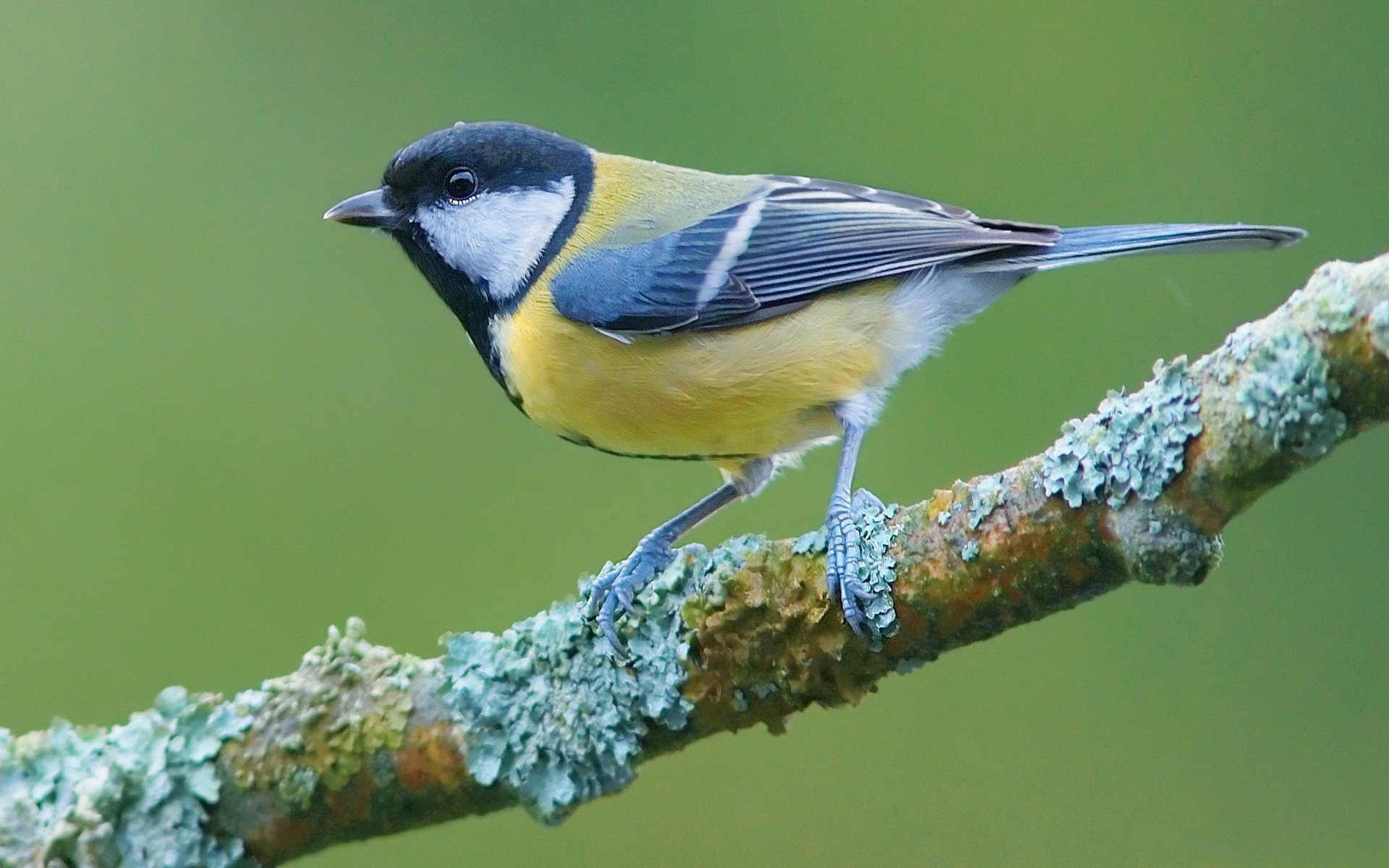 HD PC desktop wallpaper featuring a colorful titmouse perched on a moss-covered branch against a soft green background.