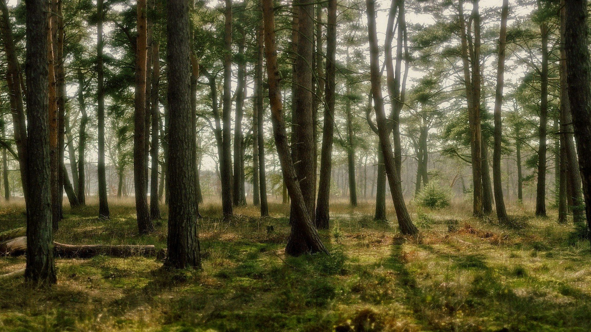 Download Nature Forest HD Wallpaper | 1920x1080 | Wallpaper Abyss