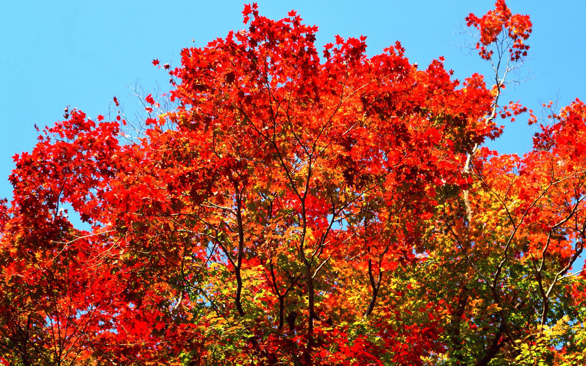 Величественными багряными. Клён. Осень деревья. Клен красный летом. Деревья с красной листвой.