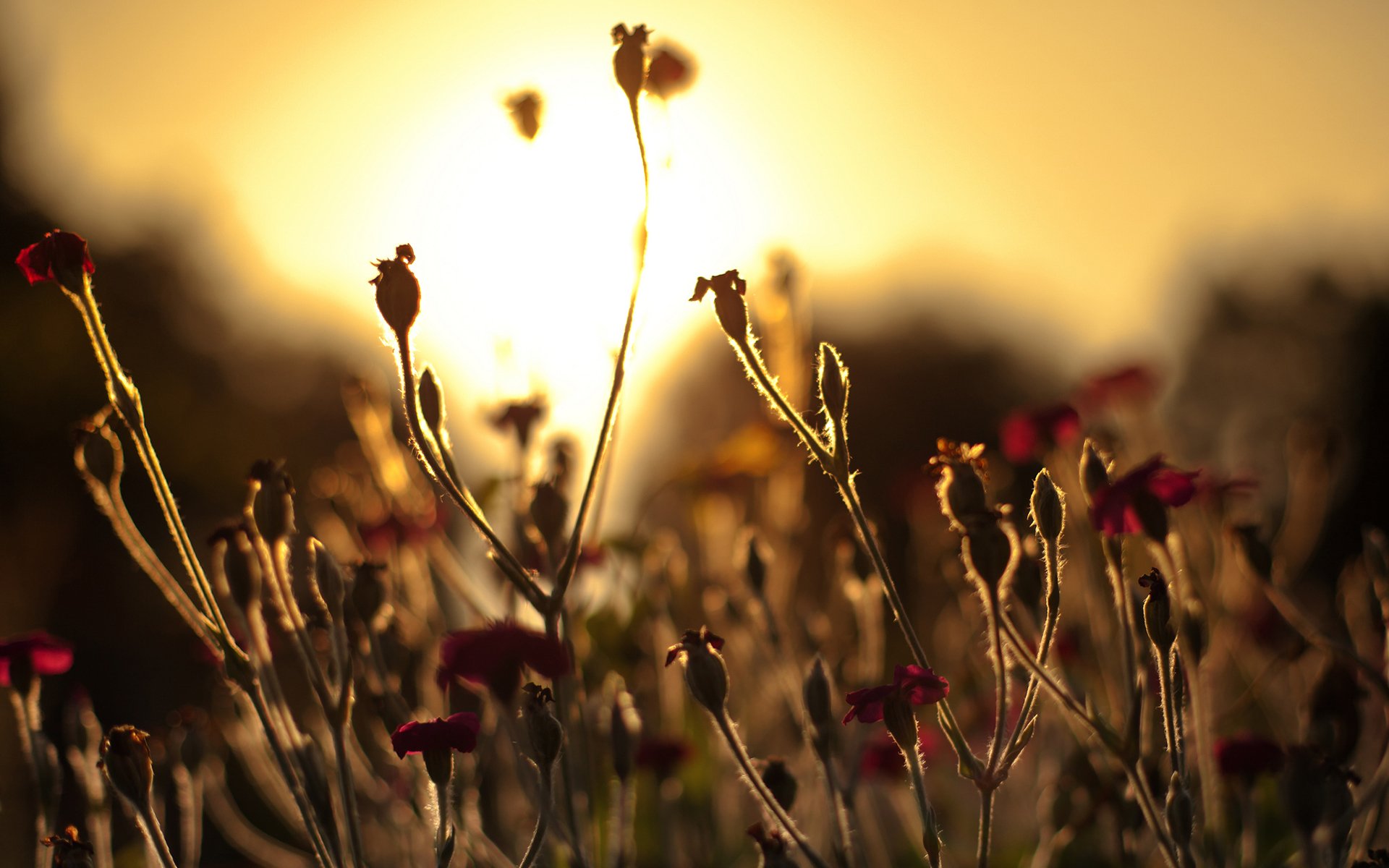 Download Nature Sunset HD Wallpaper | 1920x1200 | Wallpaper Abyss