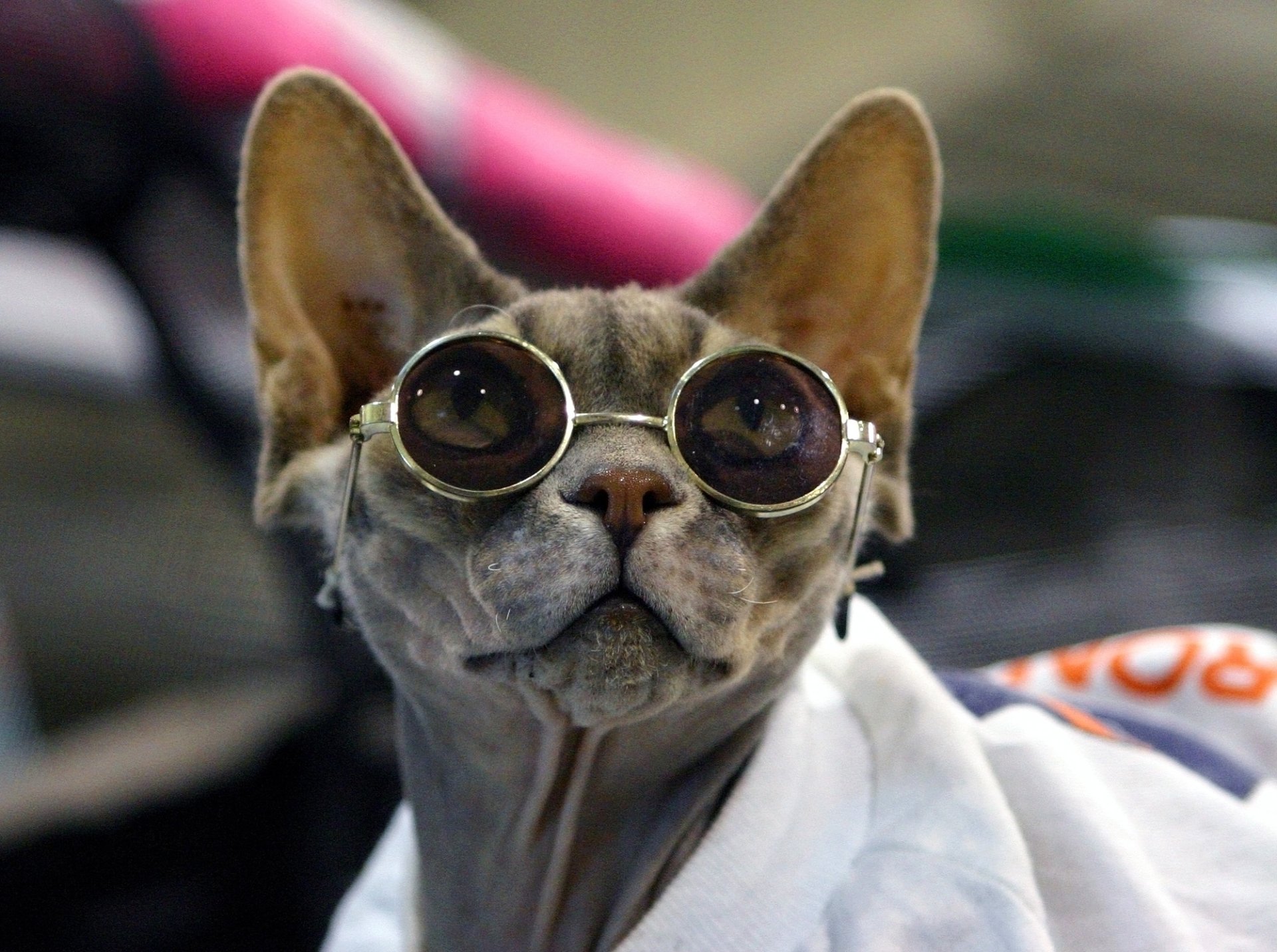 HD PC desktop wallpaper featuring a close-up of a hairless cat wearing round sunglasses and a white garment, highlighting its unique and stylish appearance.