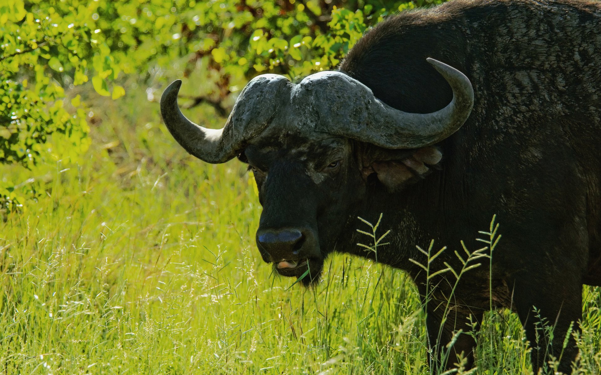 HD PC desktop wallpaper featuring a close-up of an African buffalo standing in tall green grass with sunlight filtering through leafy trees in the background.