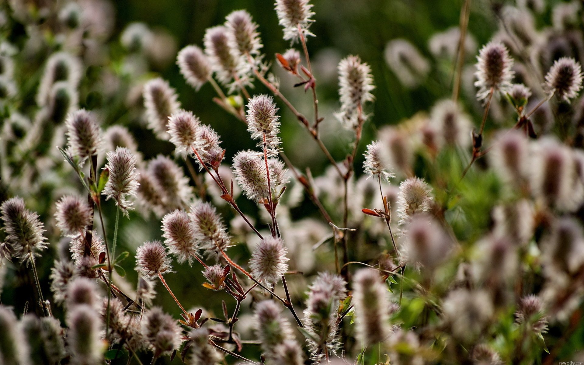 HD desktop wallpaper featuring a close-up view of soft, fuzzy plants in a natural setting, capturing delicate textures and warm sunlight.