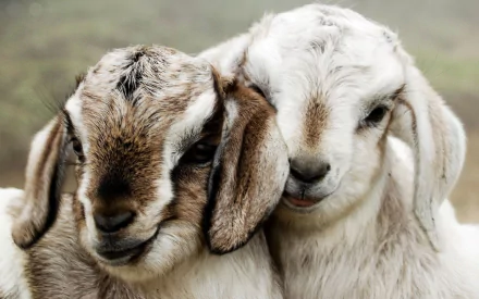 Two adorable goats cuddling, showcasing their expressive faces and soft fur, make a charming addition to any HD desktop wallpaper or background.