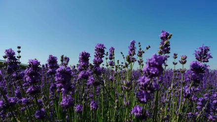 HD desktop wallpaper showcasing a vibrant lavender field under a clear blue sky in a natural setting.