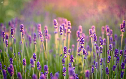 HD PC desktop wallpaper featuring a vibrant lavender field bathed in soft, warm sunlight, showcasing the serene beauty of nature in full bloom.