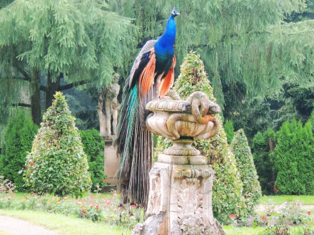 A vibrant peacock perched on a decorative stone fountain, surrounded by lush greenery, creates a stunning HD desktop wallpaper and background.