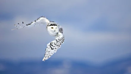 A snowy owl gracefully flies through a serene blue sky, its striking white plumage contrasting beautifully with the backdrop, creating an enchanting HD wallpaper for desktop use.