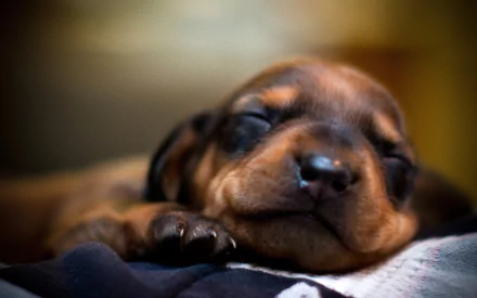 HD desktop wallpaper featuring a close-up of a peaceful, sleeping puppy with soft brown fur and closed eyes.