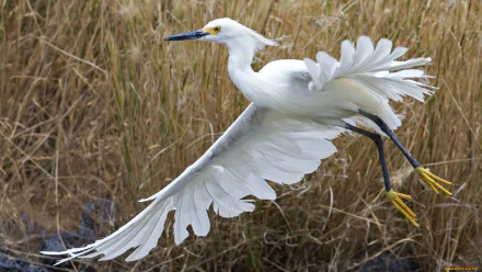 Animal egret HD Desktop Wallpaper | Background Image