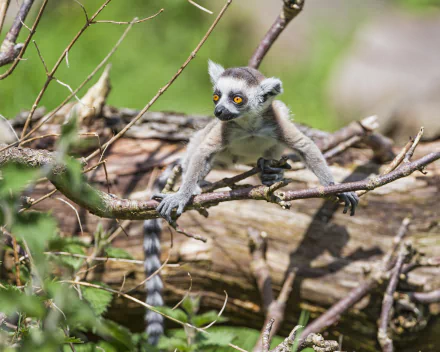 Animal lemur HD Desktop Wallpaper | Background Image