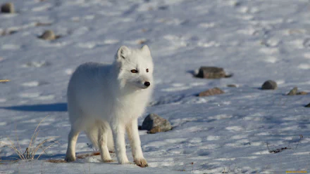 A striking arctic fox stands gracefully on a snowy landscape, surrounded by rocks. This HD PC desktop wallpaper beautifully captures the serene charm of wildlife in winter.