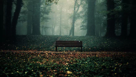 HD PC desktop wallpaper featuring a man-made wooden bench centered in a misty, dense forest with scattered leaves on the ground.