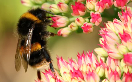 Animal bumblebee HD Desktop Wallpaper | Background Image