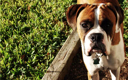 HD desktop wallpaper featuring a close-up of a boxer dog standing beside a wooden edge with green grass in the background.