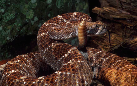 HD desktop wallpaper of a coiled rattlesnake with textured scales resting on forest floor, showcasing detailed animal features in natural habitat lighting.