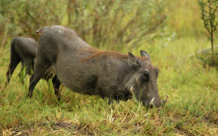 Wild boar grazing in lush grassy wetland — 2K Quad HD PC desktop wallpaper and background.