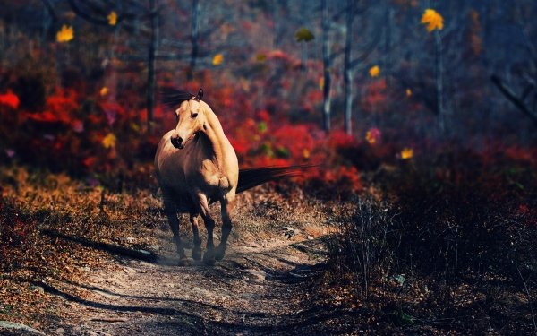 Animal Horse HD Wallpaper | Background Image