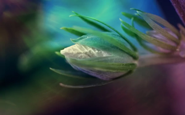 nature close-up HD Desktop Wallpaper | Background Image