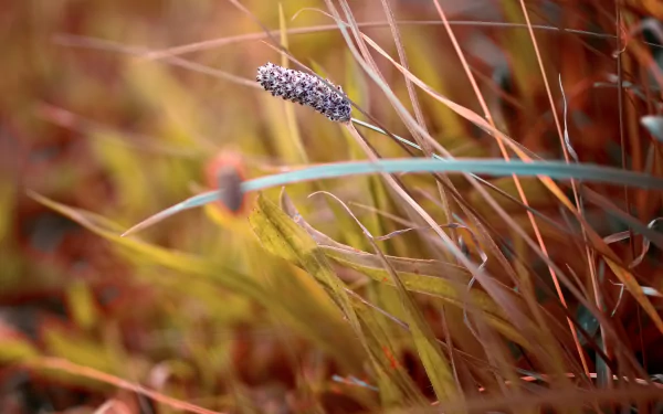 nature grass HD Desktop Wallpaper | Background Image