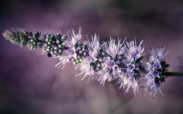 nature lavender HD Desktop Wallpaper | Background Image