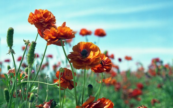 Earth Flower Flowers Poppy HD Wallpaper | Background Image