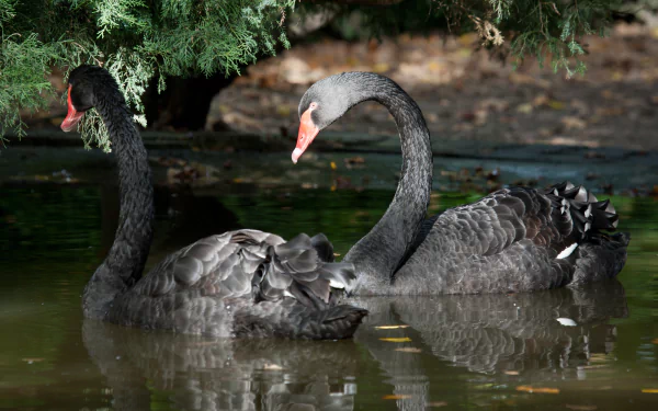 HD PC desktop wallpaper of two black swans gliding on a reflective pond beneath overhanging greenery.