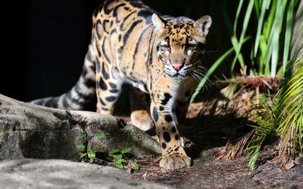 HD PC desktop wallpaper featuring a clouded leopard walking on rocks amid greenery, showcasing its distinctive spotted fur in natural lighting.
