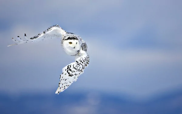 A snowy owl gracefully flies through a serene blue sky, its striking white plumage contrasting beautifully with the backdrop, creating an enchanting HD wallpaper for desktop use.