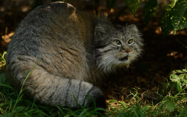 Animal pallas's cat HD Desktop Wallpaper | Background Image