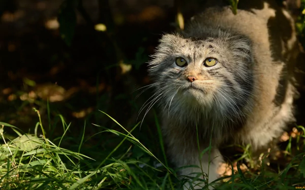 Animal pallas's cat HD Desktop Wallpaper | Background Image