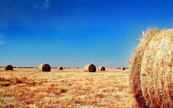 HD PC desktop wallpaper showcasing a golden haystack in a vast field under a clear blue sky, highlighting the serene beauty of nature.