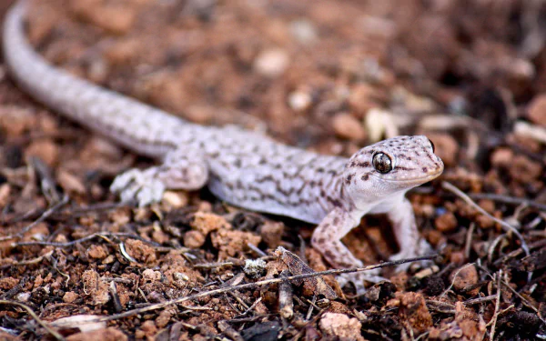 HD desktop wallpaper featuring a close-up of a leopard gecko on textured earthy ground, showcasing its detailed skin and alert expression.