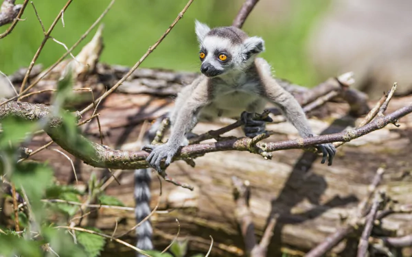 Animal lemur HD Desktop Wallpaper | Background Image