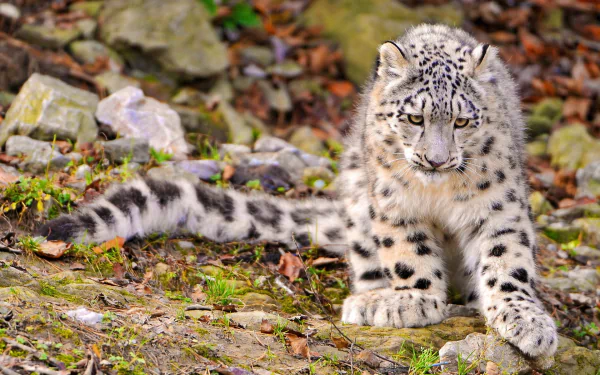 A captivating HD desktop wallpaper of a snow leopard, showcasing its striking features and unique coat patterns against a natural background of rocks and foliage.