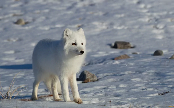 A striking arctic fox stands gracefully on a snowy landscape, surrounded by rocks. This HD PC desktop wallpaper beautifully captures the serene charm of wildlife in winter.
